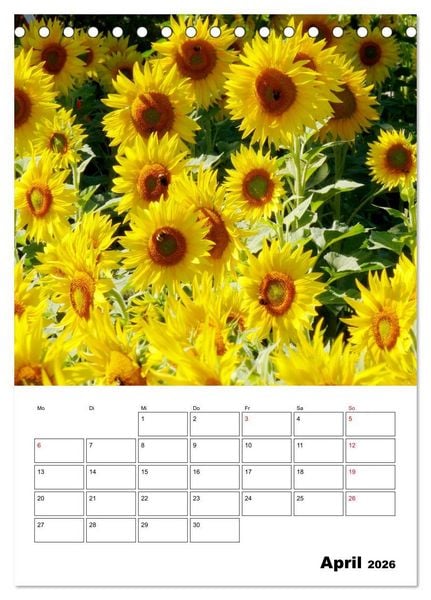 Produktbild: Leuchtende Sonnenblumen (Tischkalender 2026 DIN A5 hoch), CALVENDO Monatskalender