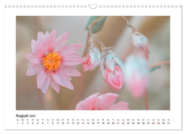Produktbild: Rosa Bl&uuml;tentraum (Wandkalender 2027 DIN A3 quer), CALVENDO Monatskalender