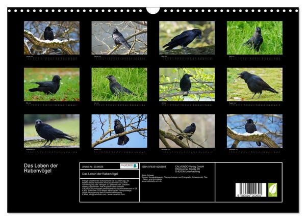 Produktbild: Das Leben der Rabenv&ouml;gel (Wandkalender 2026 DIN A3 quer), CALVENDO Monatskalender