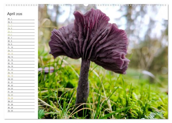Produktbild: Schwammerl Egerlinge Pilze (Wandkalender 2026 DIN A2 quer), CALVENDO Monatskalender