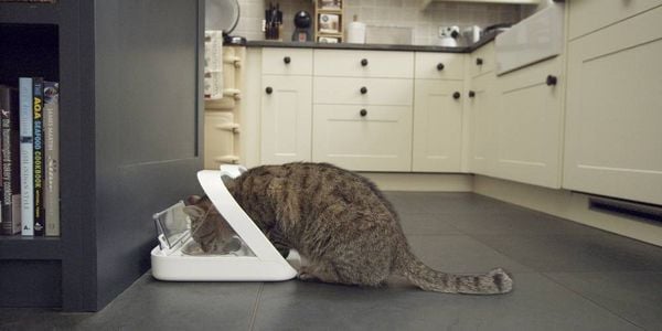 Produktbild: SureFeed Futterautomat Mikrochip chucker 400 ml Hund, Katze Wei&szlig; Steuerung &uuml;ber Chip oder RFID-Anh&auml;nger, Automatisch schlie&szlig;ender Deckel, f&uuml;r Nas