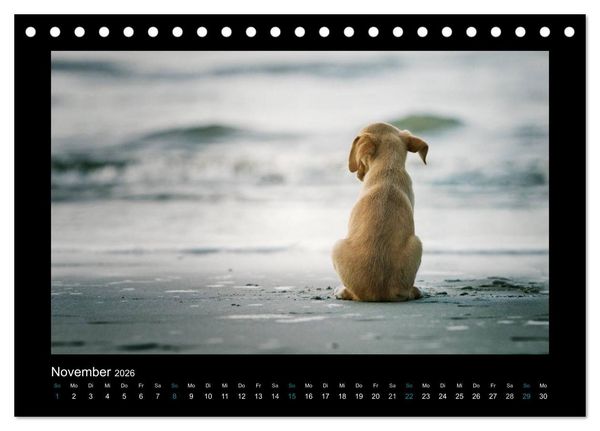 Produktbild: Allerlei Hundekinder (Tischkalender 2026 DIN A5 quer), CALVENDO Monatskalender