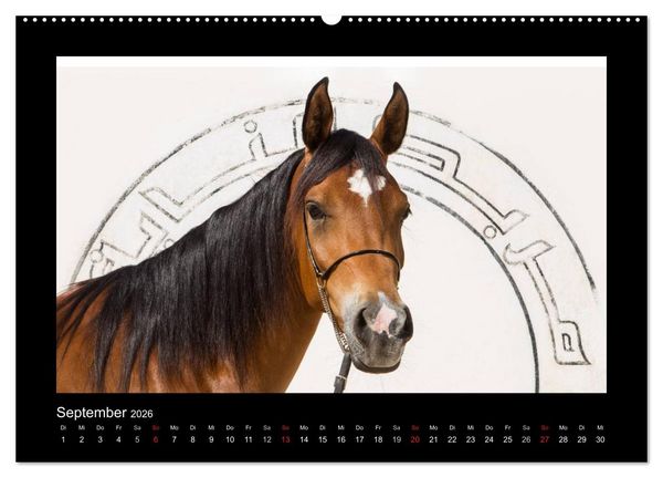 Produktbild: Vollblutaraber (hochwertiger Premium Wandkalender 2026 DIN A2 quer), Kunstdruck in Hochglanz