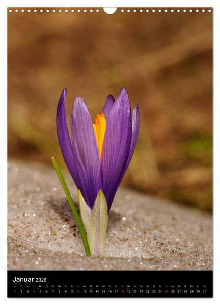 Produktbild: WILDBLUMEN (Wandkalender 2026 DIN A3 hoch), CALVENDO Monatskalender