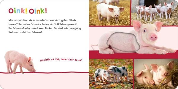 Hör mal rein, wer kann das sein? – Im Stall