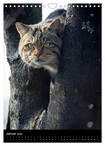 Produktbild: Wildkatzen - scheue J&auml;ger (Wandkalender 2026 DIN A4 hoch), CALVENDO Monatskalender