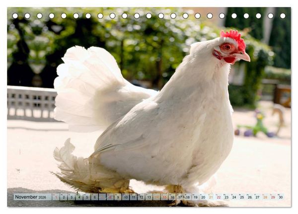 Produktbild: Stadth&uuml;hner (Tischkalender 2026 DIN A5 quer), CALVENDO Monatskalender