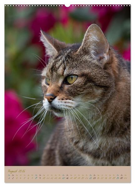 Produktbild: Pl&uuml;schige Katzen im Garten (hochwertiger Premium Wandkalender 2026 DIN A2 hoch), Kunstdruck in Hochglanz