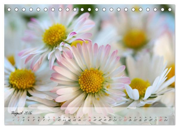 Produktbild: Bl&uuml;ten dicht an dicht (Tischkalender 2026 DIN A5 quer), CALVENDO Monatskalender