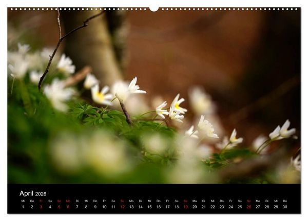 Produktbild: Mysterium Wald (hochwertiger Premium Wandkalender 2026 DIN A2 quer), Kunstdruck in Hochglanz