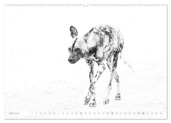 Produktbild: AFRIKA - Schwarz-weiss Fotografien im modernen "High Key" Look (hochwertiger Premium Wandkalender 2026 DIN A2 quer), Kunstdruck in Hochglanz