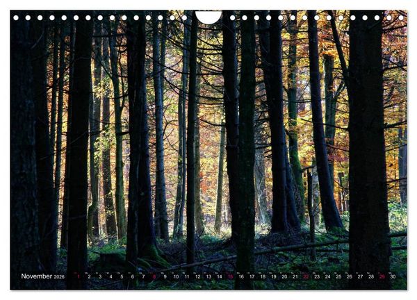 Produktbild: Erleuchtung im Wald (Wandkalender 2026 DIN A4 quer), CALVENDO Monatskalender