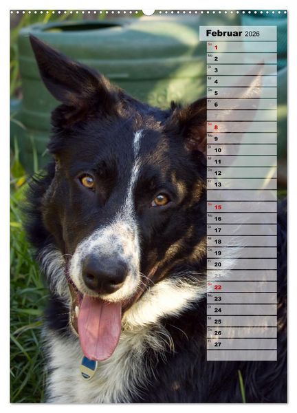Produktbild: Mein Border Collie (hochwertiger Premium Wandkalender 2026 DIN A2 hoch), Kunstdruck in Hochglanz
