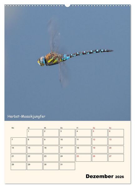 Produktbild: Libellen - Flugk&uuml;nstler in Bayern (hochwertiger Premium Wandkalender 2026 DIN A2 hoch), Kunstdruck in Hochglanz