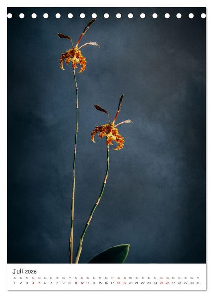 Produktbild: Orchideen Zauber (Tischkalender 2026 DIN A5 hoch), CALVENDO Monatskalender