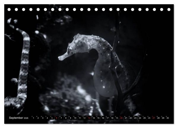 Produktbild: Meerestiere Bilder in Schwarz Weiss (Tischkalender 2026 DIN A5 quer), CALVENDO Monatskalender