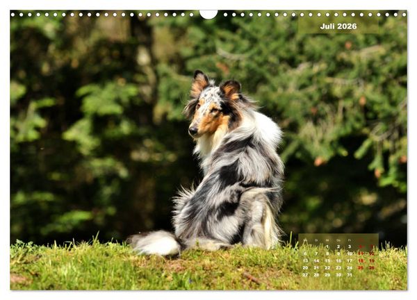 Produktbild: Collies? Was sonst! (Wandkalender 2026 DIN A3 quer), CALVENDO Monatskalender
