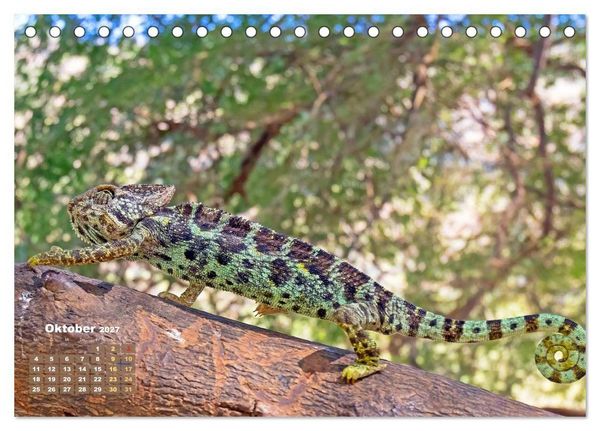Produktbild: Cham&auml;leon: Die farbenfrohe Welt der Reptilien (Tischkalender 2027 DIN A5 quer), CALVENDO Monatskalender