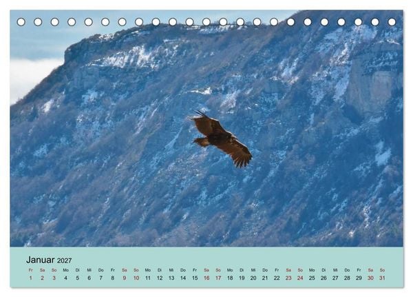 Produktbild: Flamingo und Co - Faszinierende Vogelwelt S&uuml;dfrankreichs (Tischkalender 2027 DIN A5 quer), CALVENDO Monatskalender