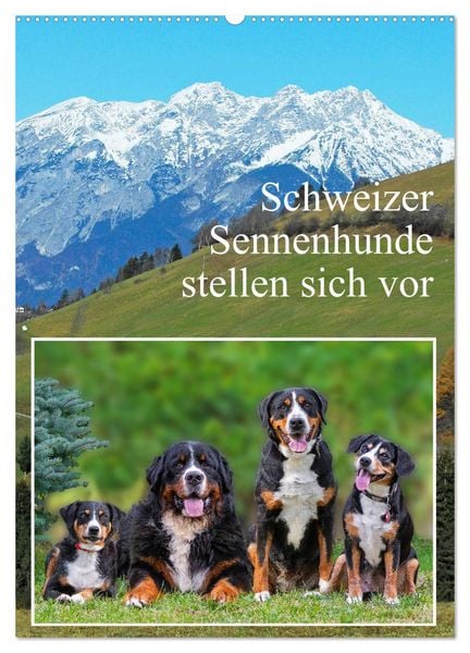 Produktbild: Schweizer Sennenhunde stellen sich vor (Wandkalender 2026 DIN A2 hoch), CALVENDO Monatskalender