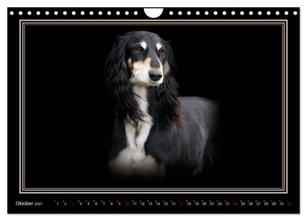 Produktbild: Saluki 2027 (Wandkalender 2027 DIN A4 quer), CALVENDO Monatskalender