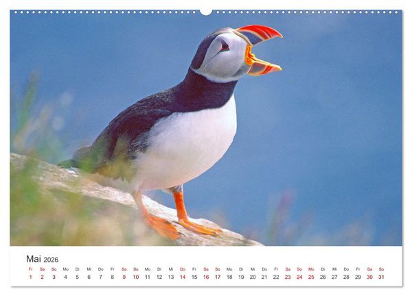 Produktbild: Papageitaucher - Clowns der nordischen Vogelwelt (hochwertiger Premium Wandkalender 2026 DIN A2 quer), Kunstdruck in Hochglanz