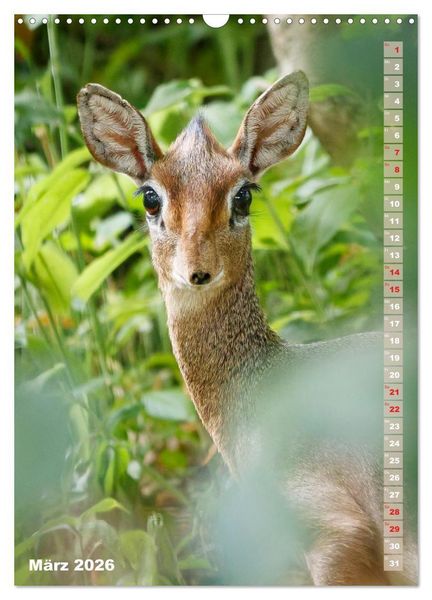 Produktbild: Safari hautnah - S&uuml;dliches und &ouml;stliches Afrika (Wandkalender 2026 DIN A3 hoch), CALVENDO Monatskalender