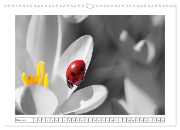 Produktbild: Natur schwarz - wei&szlig; Malerei (Wandkalender 2026 DIN A3 quer), CALVENDO Monatskalender