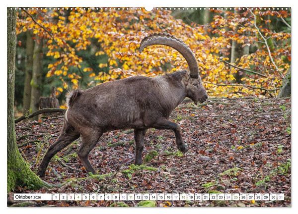 Produktbild: Steinb&ouml;cke - imposante Tiere (hochwertiger Premium Wandkalender 2026 DIN A2 quer), Kunstdruck in Hochglanz