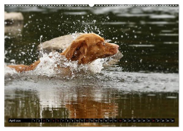 Produktbild: Nova Scotia Duck Tolling Retriever (Wandkalender 2026 DIN A2 quer), CALVENDO Monatskalender