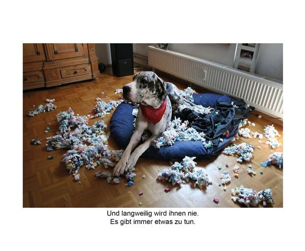 Produktbild: Der herabschauende Hund