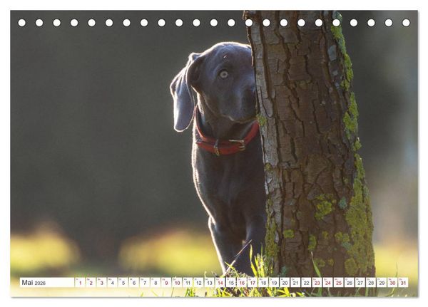 Produktbild: Weimaraner-Labrador (Tischkalender 2026 DIN A5 quer), CALVENDO Monatskalender