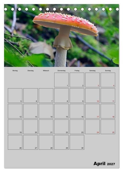 Produktbild: Quer durch die Pilze (Tischkalender 2027 DIN A5 hoch), CALVENDO Monatskalender