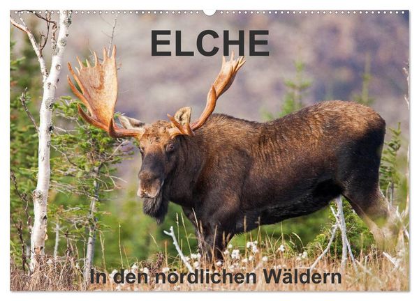 Produktbild: ELCHE In den n&ouml;rdlichen W&auml;ldern (Wandkalender 2026 DIN A2 quer), CALVENDO Monatskalender