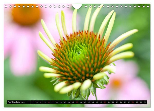 Produktbild: BLUMEN Zauber der Farben und Formen (Wandkalender 2026 DIN A4 quer), CALVENDO Monatskalender