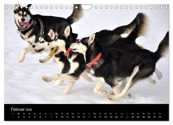 Produktbild: Sibirische Huskys aus Deutschland (Wandkalender 2026 DIN A4 quer), CALVENDO Monatskalender