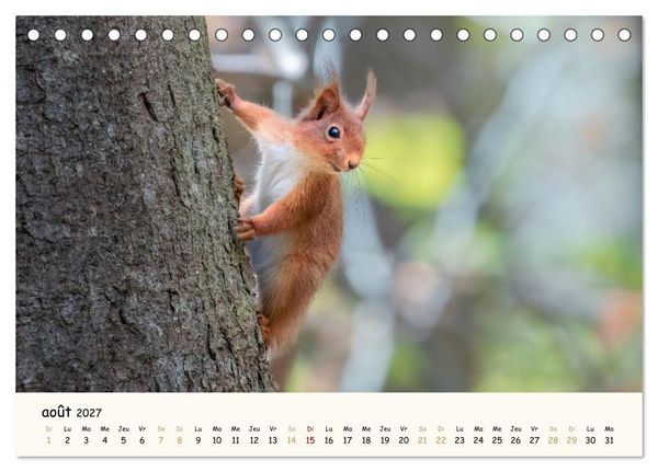 Produktbild: Les murmures de la for&ecirc;t - Regards d'animaux (Calendrier de bureau 2027 DIN A5 vertical), CALVENDO calendrier mensuel