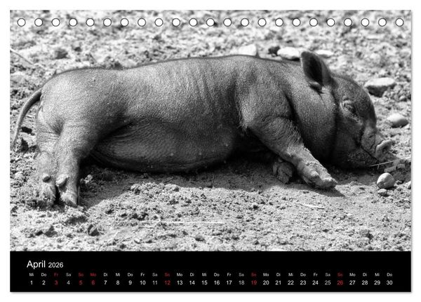 Produktbild: Das Leben der Schweine (Tischkalender 2026 DIN A5 quer), CALVENDO Monatskalender