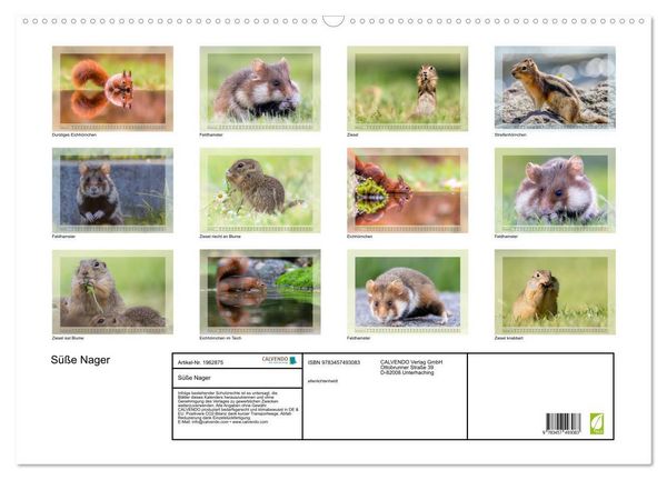 Produktbild: S&uuml;&szlig;e Nager (Wandkalender 2026 DIN A2 quer), CALVENDO Monatskalender