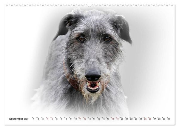 Produktbild: Windhund Portrait 2027 White Edition (Wandkalender 2027 DIN A2 quer), CALVENDO Monatskalender