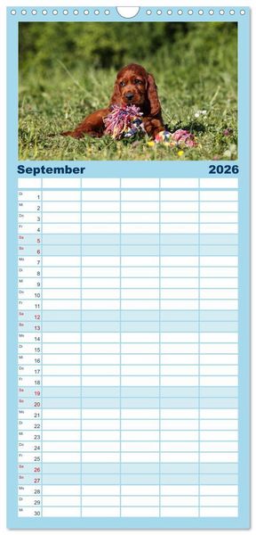 Produktbild: Familienplaner 2026 - Welpen - Puppies mit 5 Spalten (Wandkalender, 21 x 45 cm) CALVENDO