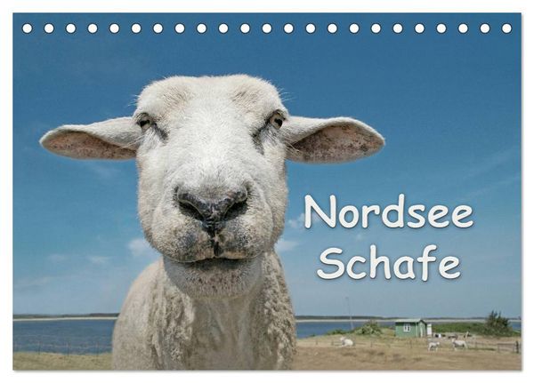 Produktbild: Nordsee Schafe (Tischkalender 2026 DIN A5 quer), CALVENDO Monatskalender