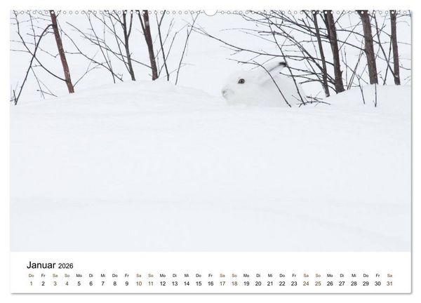 Produktbild: Finnland: eine tierische Entdeckungsreise (Wandkalender 2026 DIN A2 quer), CALVENDO Monatskalender
