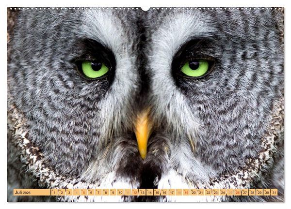 Produktbild: Tiere Schau mir in die Augen (Wandkalender 2026 DIN A2 quer), CALVENDO Monatskalender