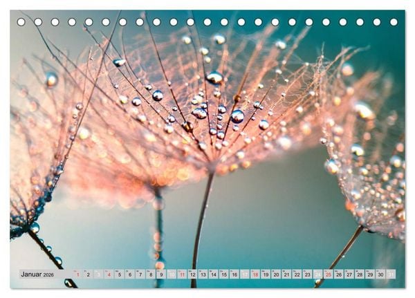 Produktbild: PusteblumenZauber (Tischkalender 2026 DIN A5 quer), CALVENDO Monatskalender