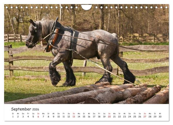Produktbild: Kaltblut - schwere Pferde mit Herz (Wandkalender 2026 DIN A4 quer), CALVENDO Monatskalender