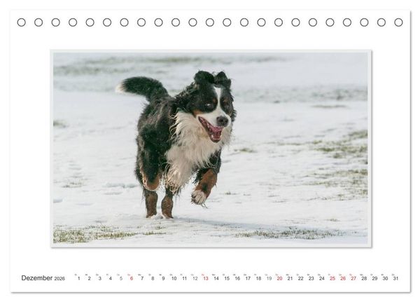 Produktbild: Emotionale Momente: Berner Sennenhund. (Tischkalender 2026 DIN A5 quer), CALVENDO Monatskalender
