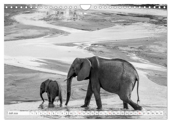 Produktbild: Emotionale Momente: Elefanten in black & white (Wandkalender 2026 DIN A4 quer), CALVENDO Monatskalender