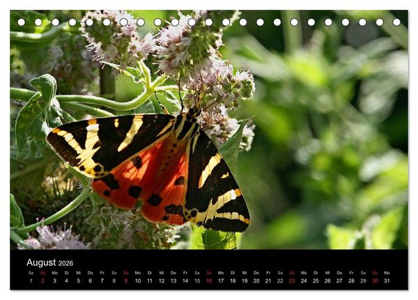 Produktbild: Heimische Schmetterlinge (Tischkalender 2026 DIN A5 quer), CALVENDO Monatskalender