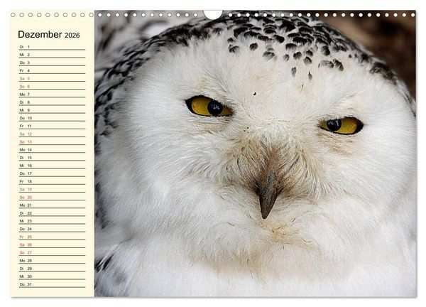 Produktbild: Greifv&ouml;gel (Wandkalender 2026 DIN A3 quer), CALVENDO Monatskalender